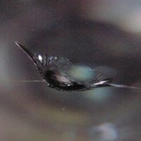 パーシャル前